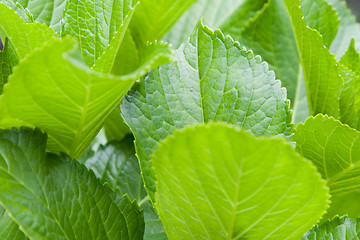 Image showing green leafs