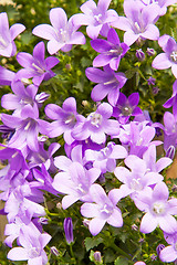 Image showing beautiful bellflowers at summer garden