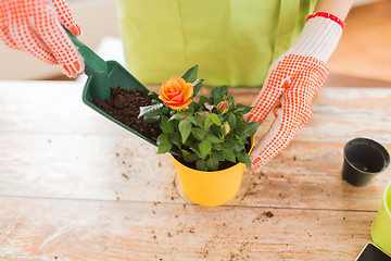 Image showing close up of woman hands planting roses in pot