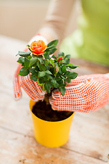 Image showing close up of woman hands planting roses in pot