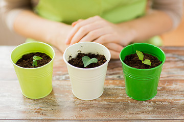 Image showing close up of sprouts in pots and gardener or woman