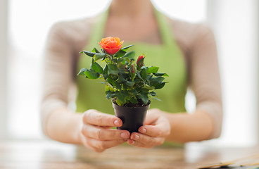 Image showing close up of woman hands holding roses bush in pot