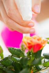 Image showing close up of woman hand spraying rose flower