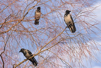 Image showing Hooded Crow