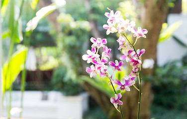 Image showing beautiful orchid flowers