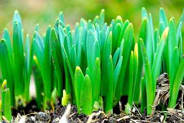 Image showing Spring shoots