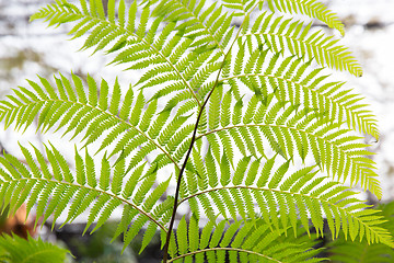 Image showing green fern frond