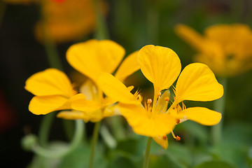 Image showing beautiful yellow flowers at summer garden