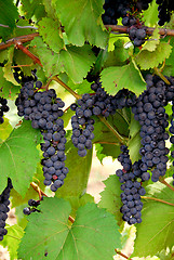 Image showing Grapes