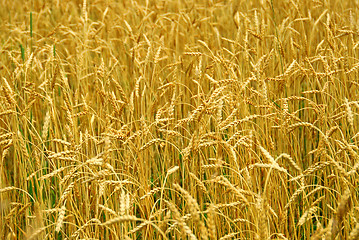 Image showing Grain field