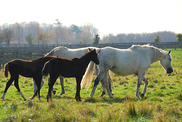 Image showing Horses