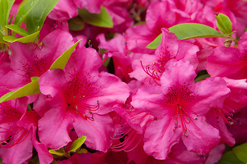 Image showing beautiful red flowers at summer garden