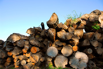 Image showing Wood logs