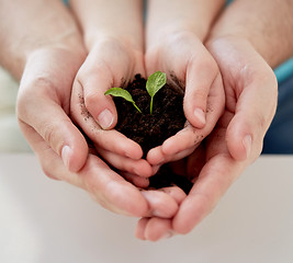 Image showing close up of father and girl hands holding sprout