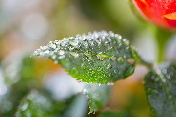 Image showing close up of rose flower