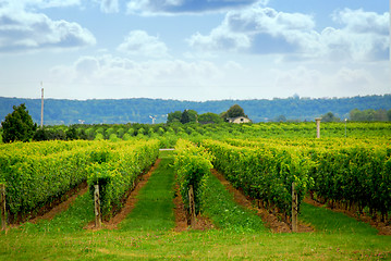 Image showing Vineyard