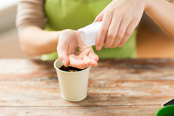 Image showing close up of woman sowing seeds to soil in pot