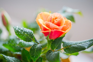 Image showing close up of rose flower