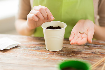 Image showing close up of woman sowing seeds to soil in pot