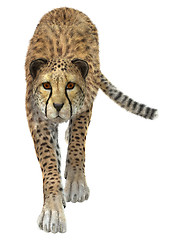 Image showing Cheetah