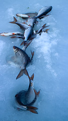 Image showing Freshly caught fish on ice in a very windy day