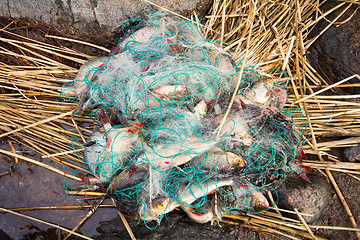 Image showing net full fish from the fishing line