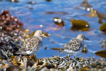 Image showing Birds on the ocean among fucus and laminaria