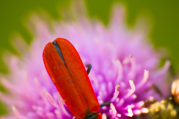 Image showing longhorn beetle on a pink flower