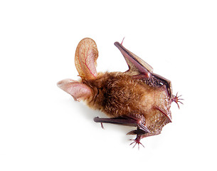 Image showing long-eared bat isolated on white