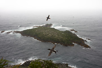 Image showing Pacific ocean birds on Islands