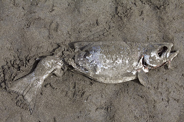 Image showing Salmon eaten gulls