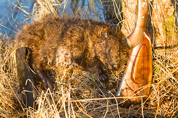 Image showing hunting beaver with prey