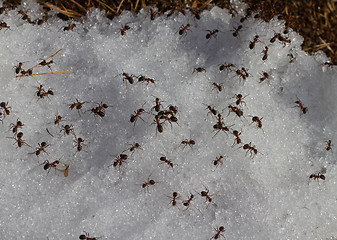 Image showing early spring ants in snow