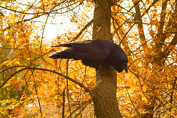 Image showing Raven black  wise bird