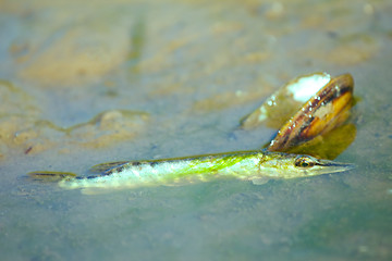 Image showing fish a pike at low water level