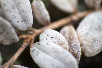 Image showing Arctic plants leaves of cranberry