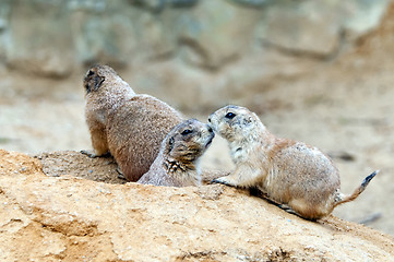 Image showing Black-tailed prairie dogs 