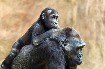 Image showing Young gorilla and its mother