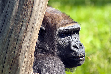 Image showing Gorilla