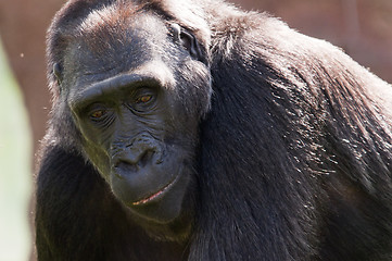 Image showing Gorilla