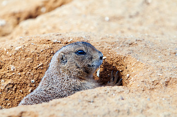 Image showing Black-tailed prairie dog