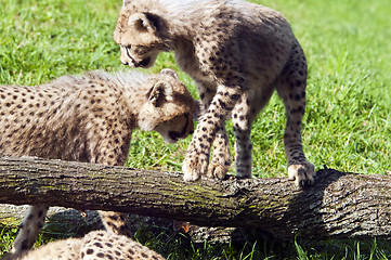 Image showing Cheetah cubs