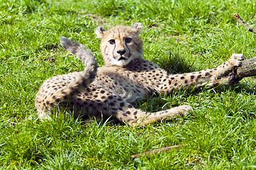 Image showing Cheetah cub