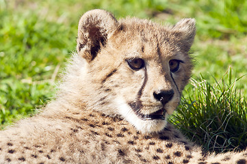 Image showing Cheetah cub