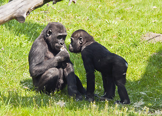 Image showing Two young gorillas