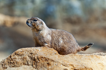 Image showing Black-tailed prairie dog