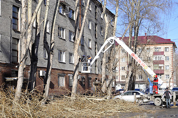 Image showing Spring cutting of trees in the city. Tyumen.