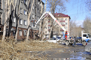 Image showing Spring cutting of trees in the city. Tyumen.