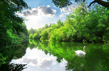 Image showing White swan on river