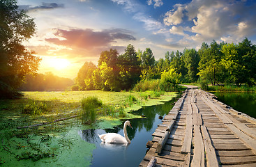 Image showing Swan near bridge